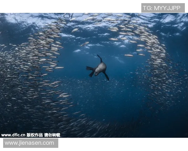 鸟岩西与名古鲸的对决探秘海洋生物的奇妙世界 鸟岩西与名古鲸的对决探秘海洋生物的奇妙世界